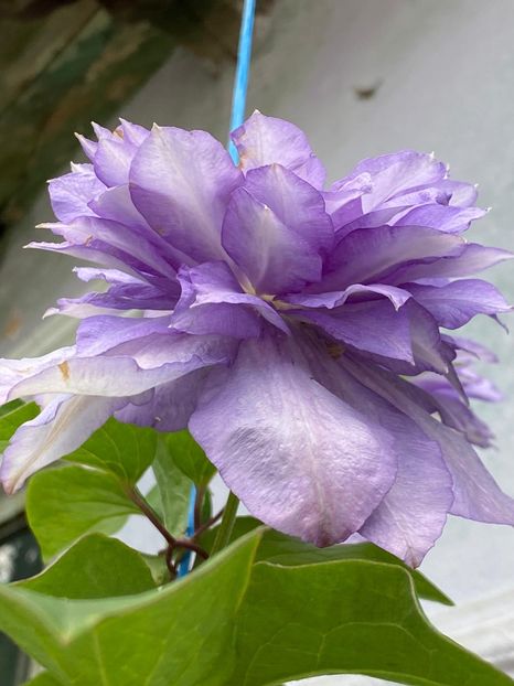 86742434-4E59-4F35-AB70-5EF106D8793B - Clematis