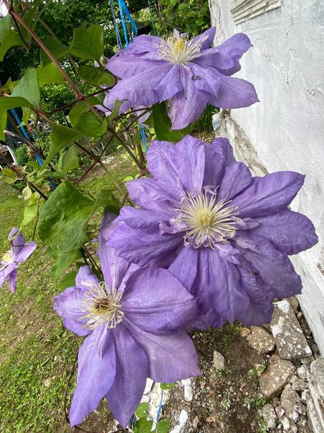 E00E285D-C50C-4EC1-A9EB-2CB230EB0EA0 - Clematis