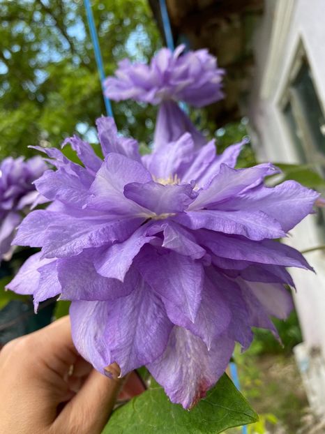 F45176F4-C4CD-40C8-B355-5F1530AAC6F8 - Clematis