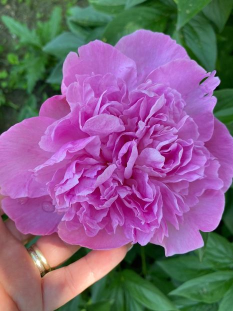 AE5843BD-E0C6-48C7-BE44-ECB1221F8AFE - Bujor