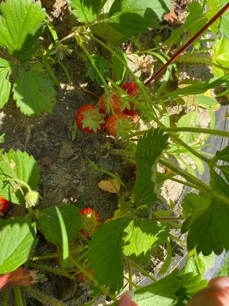 128BFB84-EECD-40B9-B871-4C8E36087869 - Căpșuni