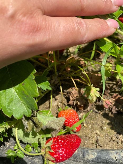 268CE104-D271-41DF-AB3D-8545915D3C67 - Căpșuni