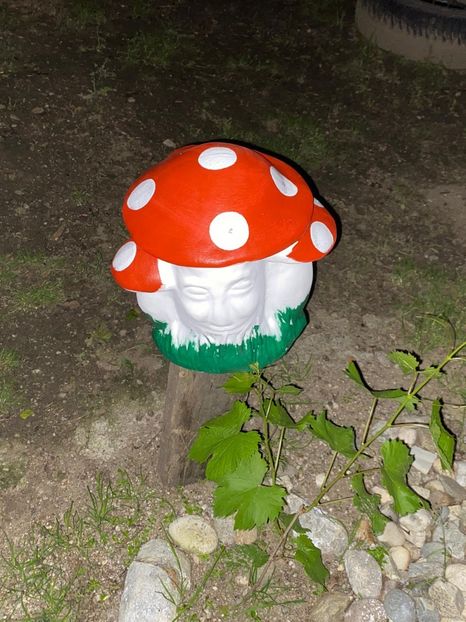 DC34D8F0-1FEA-426B-9D75-3571C2D79F7D - De prin gradina