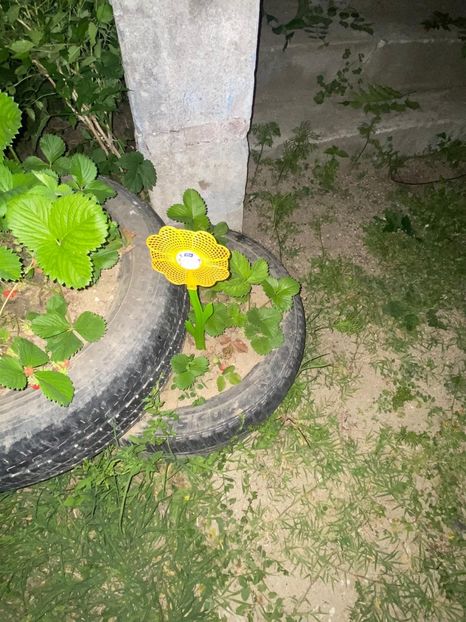 122D75C8-63A8-4C51-BD13-511E2976EAF2 - De prin gradina