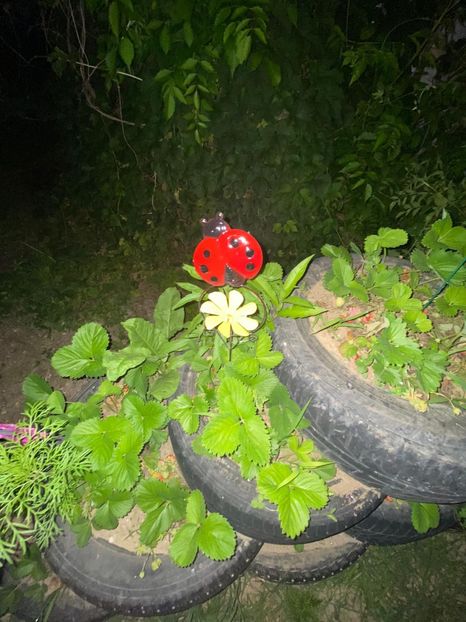 C5AB783E-4540-4828-AF62-1DD06C93B708 - De prin gradina