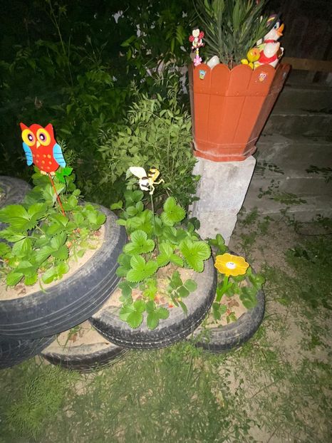 A84C5320-BEAE-4054-AE8F-81207C6DED92 - Achiziții de gradina 2021