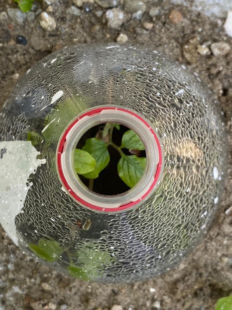 774FF47A-C747-41EB-BE4E-5A0D930C5078 - Experiment Clematis 2021