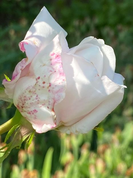 6B49FF32-DCA2-4B89-94C5-8CB6A9AFE800 - Trandafiri