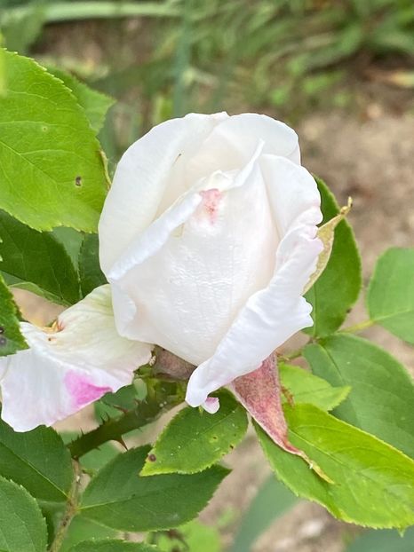 D50BE2F9-9DCB-42C7-A36C-9D97F049E280 - Trandafiri