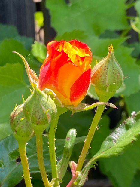 8620ECF5-8CB1-4DCE-83A8-D5806402C98E - Trandafiri