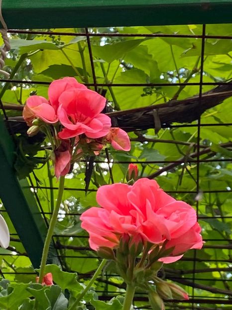 BCF2F092-8032-42D7-80E7-768F933A181D - Muscate