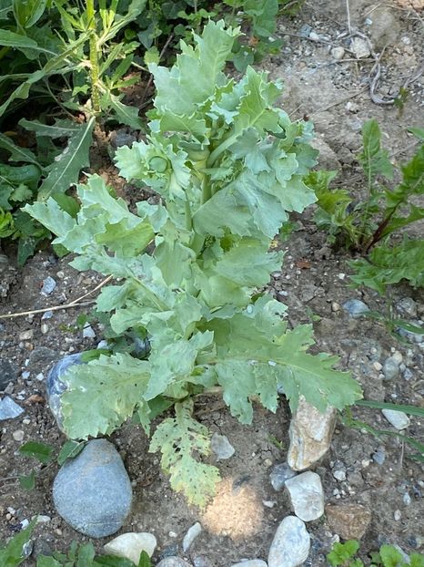 39BCBC1F-62E5-4FF0-9E0C-E58B0D574CAB - FLORILE MELE 2021 nr 1