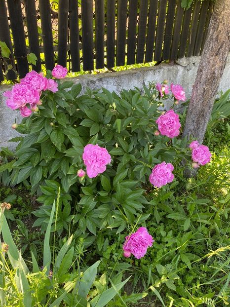 9DDBC85E-DC1D-4906-AF18-44FEEDD4B9DC - FLORILE MELE 2021 nr 1