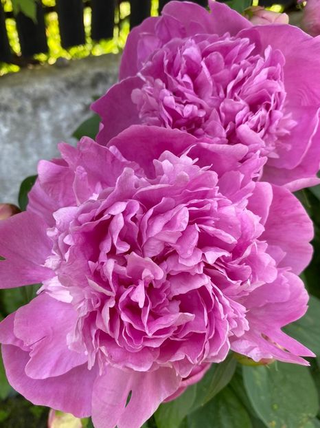 C62291F9-48D8-42B6-825D-3FE23141C8AC - FLORILE MELE 2021 nr 1