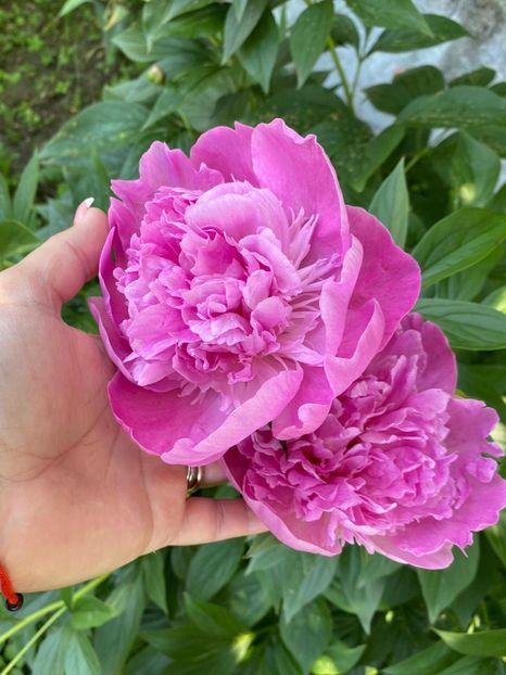 7635945C-53C6-475F-9283-B24FD13047E2 - FLORILE MELE 2021 nr 1