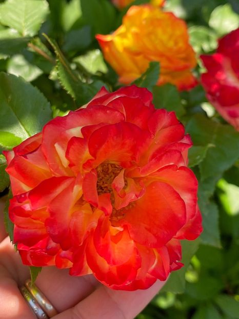 0BE38CE7-6CFB-4DCD-8BF7-CDD8728353AE - FLORILE MELE 2021 nr 1