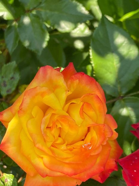 F667BD69-C542-40E7-A7A3-D5BDA3B00FCE - FLORILE MELE 2021 nr 1