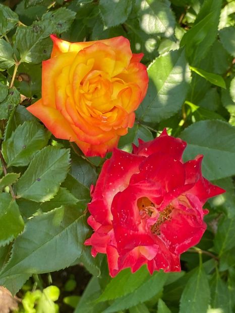 8E4AFBBC-75A5-48B6-A0C8-6718C5C1CA45 - FLORILE MELE 2021 nr 1