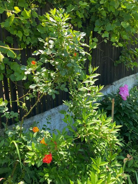 B552D13C-86BF-492D-A4C8-FCBAEAAC9B1B - FLORILE MELE 2021 nr 1