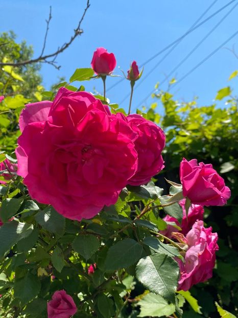 DE528101-D77F-4936-8B95-EAE49E445DDB - FLORILE MELE 2021 nr 1