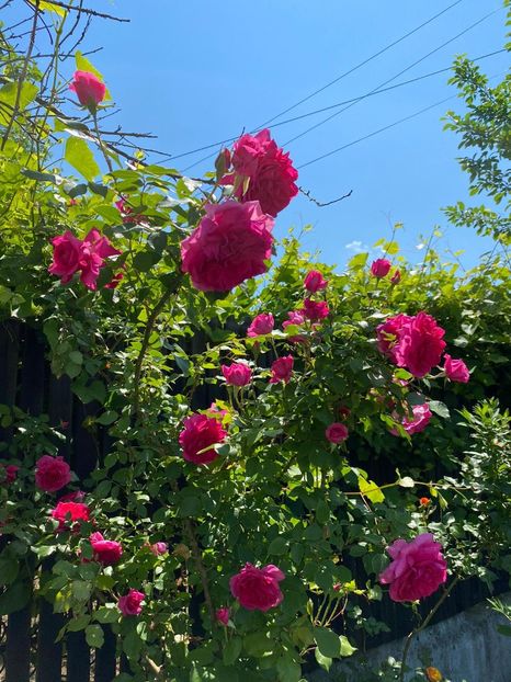 048D795C-403A-43EB-8E27-7E3330B82B00 - FLORILE MELE 2021 nr 1