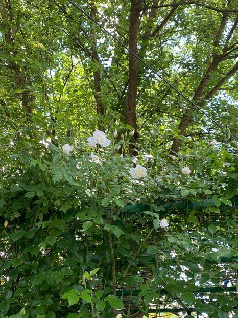 513F42D1-7A19-461F-9CFA-61DB2331C2F4 - FLORILE MELE 2021 nr 1