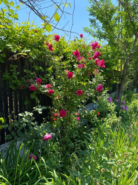 9A74F16A-DC26-4DC2-ACA7-0E0C4BE4AB91 - FLORILE MELE 2021 nr 1