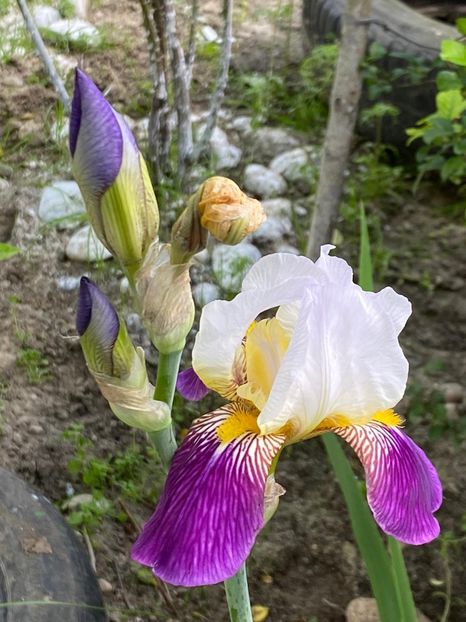 EE7C0894-A08D-4462-8814-AD6A85595EFD - FLORILE MELE 2021 nr 1