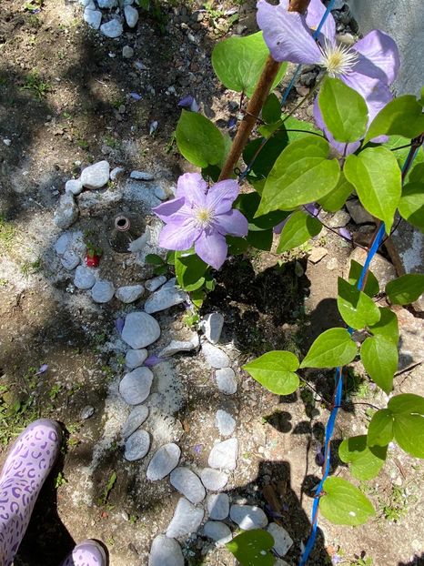 37152DC5-07A6-4068-B6A2-524C3DC3E126 - FLORILE MELE 2021 nr 1