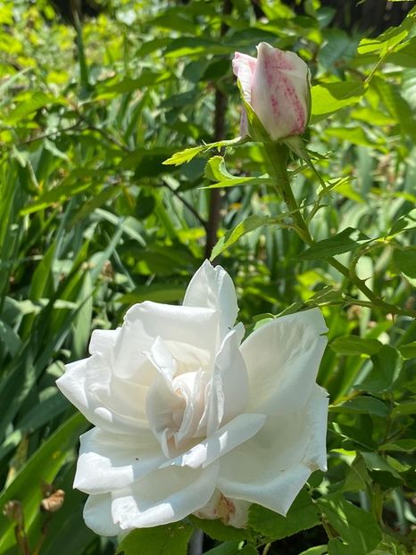 3AB3B52A-C53F-4FA5-9A1B-EE936038C941 - FLORILE MELE 2021 nr 1