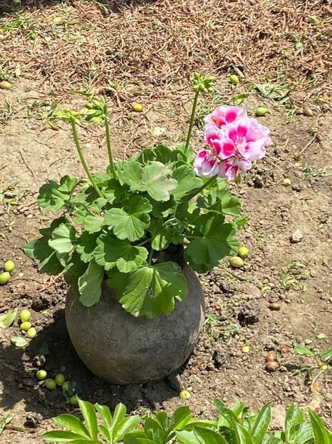 32C1999B-626D-4238-8042-82544E0375D1 - FLORILE MELE 2021 nr 1