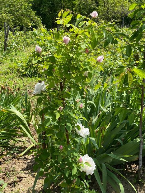 22312AEA-2A72-4661-80BB-5BD208F9F05F - FLORILE MELE 2021 nr 1