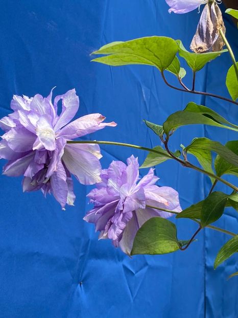 C171A356-709D-4DF2-97F9-BFC96802CD5B - FLORILE MELE 2021 nr 1