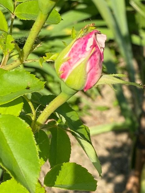 BBA7554C-67B3-44E8-B050-D47FFFC95229 - FLORILE MELE 2021 nr 1