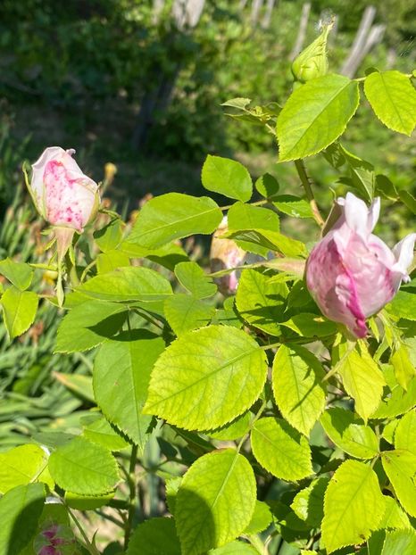 84384D76-08B8-4C8E-ABE2-B6656BEEFFA3 - FLORILE MELE 2021 nr 1