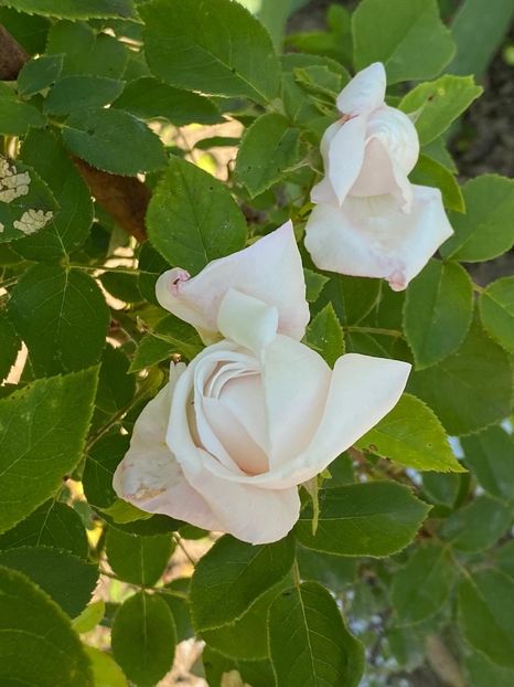 ECA24040-F94B-4C5B-B233-F8BFE350FAA5 - FLORILE MELE 2021 nr 1