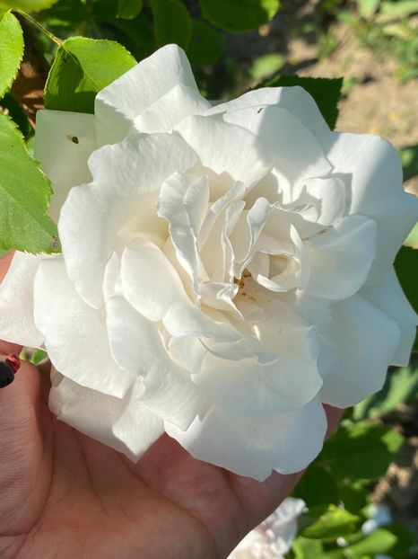 195FB474-8D9B-4F00-8A57-3F8BF0A3A2E1 - FLORILE MELE 2021 nr 1