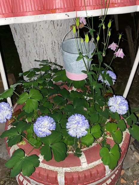 10740052-68AB-418B-B130-1CA75F485D7C - FLORILE MELE 2021 nr 1