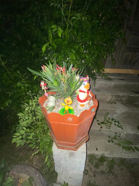 0E5C4C49-20F9-4525-8B15-4784E7DFA214 - FLORILE MELE 2021 nr 1