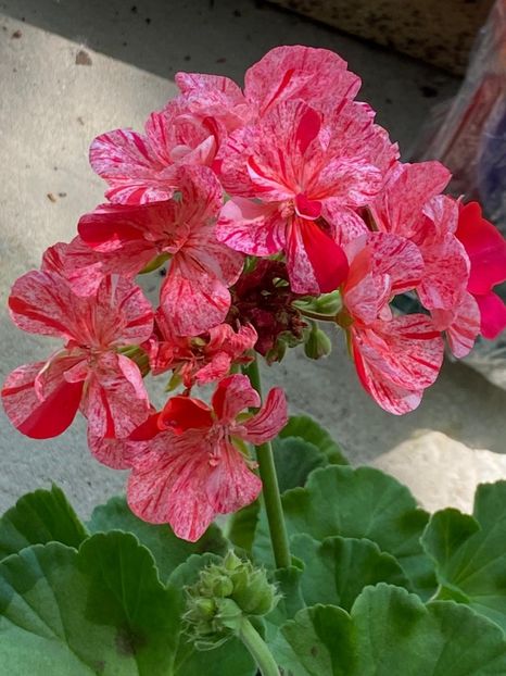 1B576E90-CEB1-47F3-9D1B-F4264923EFCF - FLORILE MELE 2021 nr 1