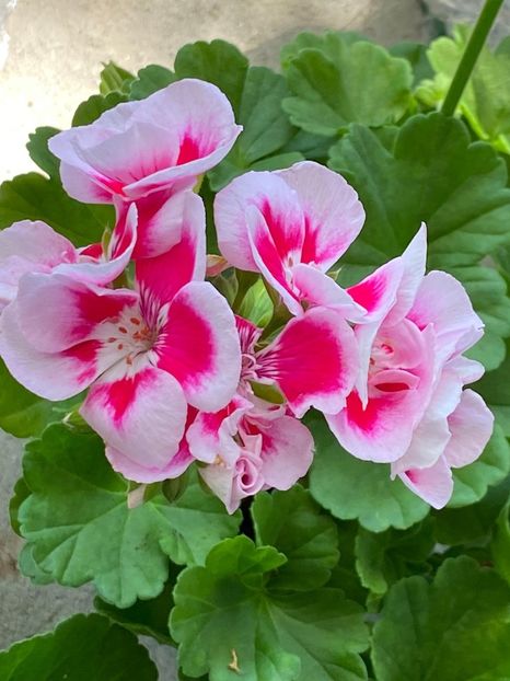 C3237236-ACDD-46EB-810E-E0CCF0F5A9BB - FLORILE MELE 2021 nr 1