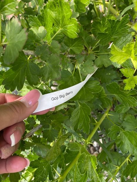 C5B447F7-711A-4D18-B477-C67D48B87CD3 - FLORILE MELE 2021 nr 1