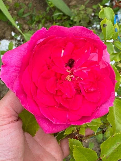 30392C03-2E55-48A3-BC0C-3DC1B2A7ADBE - FLORILE MELE 2021 nr 1