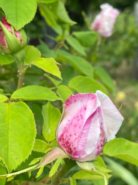 F06EA0B8-80B7-4EB8-B4A4-C0BFE8F6B0F1 - FLORILE MELE 2021 nr 1