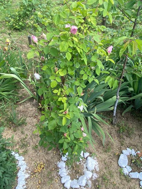 DD0D7747-6B83-47C0-B2F7-E4B038ADB441 - FLORILE MELE 2021 nr 1