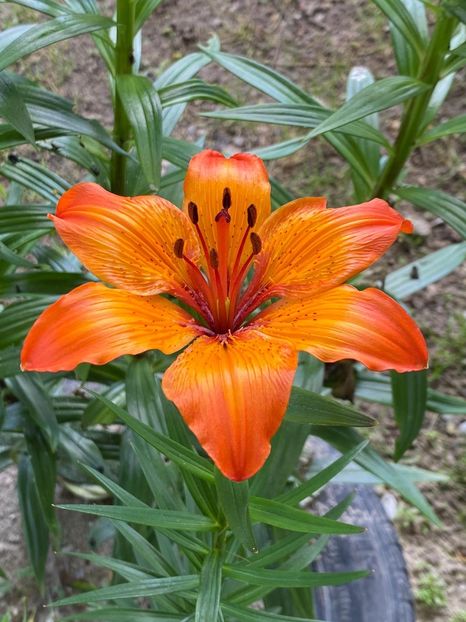 172EE6F6-A094-4D8D-AE73-951C8E0E56EF - FLORILE MELE 2021 nr 1