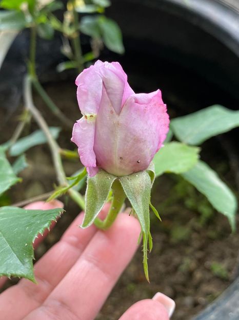 2AC44814-FED3-491B-BDAD-C3F46B683617 - FLORILE MELE 2021 nr 1