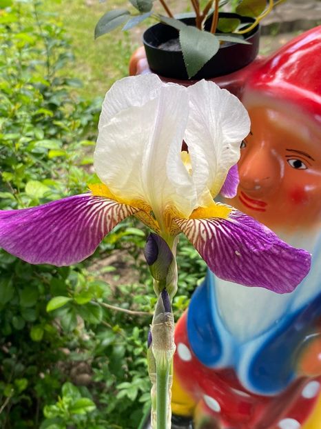 05DBDB67-E7B1-496E-B45D-826C4A260E87 - FLORILE MELE 2021 nr 1