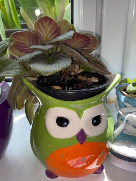 4E544ADB-94F1-4EA4-8618-2268092E3D0F - FLORILE MELE 2021 nr 1