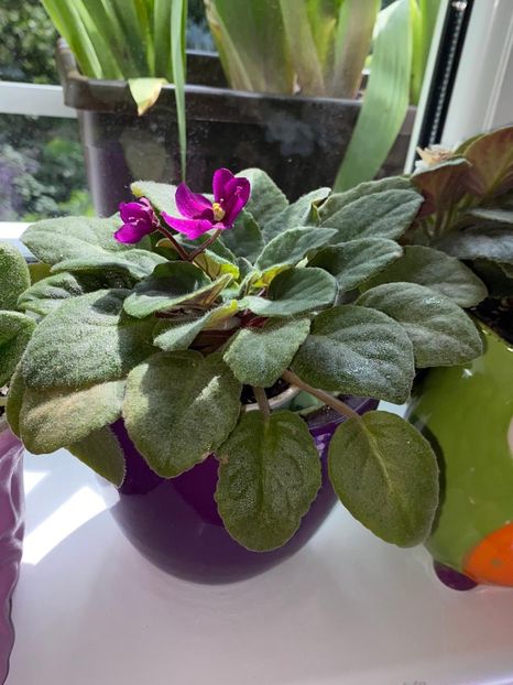 6D8D8FE2-F605-4720-8968-B9A312FB8BE6 - FLORILE MELE 2021 nr 1